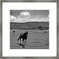 Black And White Pasture With Three Horses Framed Print