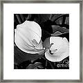 Calla Lilies Bw 1 Framed Print