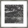 Cheetah-black And White Framed Print