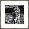 Endangered Framed Print