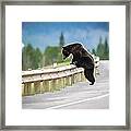 Grizzly Bear Framed Print