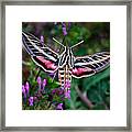 Hummingbird Moth Print Framed Print