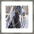 I'm Ready For The Ribbons Gypsy Vanner Horse Framed Print