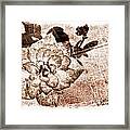 Thumbelina Rose - Miniature Rose - Digital Paint Ii Framed Print