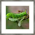 Wet Caterpillar Framed Print