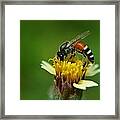 Working Bee Framed Print