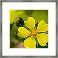 02 Cinquefoil Wild Flower Framed Print