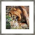 A Couple Of Lions Breed On Savanna Serengeti. Tanzania. Africa #1 Framed Print