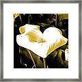 A Flower In The Shadows #2 Framed Print