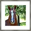 A Horse Is A Horse Framed Print