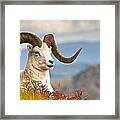 Adult Dall Sheep Ram Resting #1 Framed Print