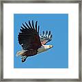 African Fish Eagle In Flight #1 Framed Print