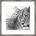African Lioness Framed Print