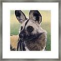 African Wild Dog Painting #1 Framed Print