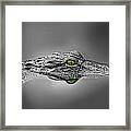 Alligator Framed Print