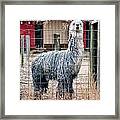 Alpaca #1 Framed Print