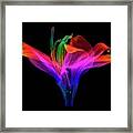 Amaryllis (hippeastrum Sp.) Flower #1 Framed Print