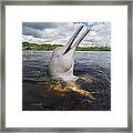 Amazon River Dolphin Spy-hopping Rio #1 Framed Print