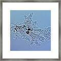 Amoeba Protozoa #1 Framed Print
