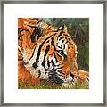 Amur Tiger #3 Framed Print