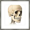 Anatomy Of Human Skull, Side View #1 Framed Print
