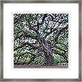 Angel Oak Framed Print