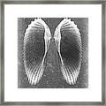 Angel Wings Sea Shell X-ray Art #1 Framed Print
