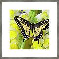 Anise Swallowtail Butterfly, Papilio #1 Framed Print