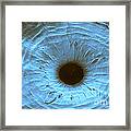 Anterior Surface Of Iris, Sem #1 Framed Print