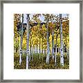 Aspen Forest #1 Framed Print