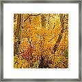 Aspen Trees In A Forest, Californian #1 Framed Print