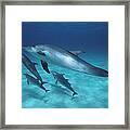 Atlantic Spotted Dolphin Pod Bahamas #1 Framed Print