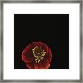 Autographic Poppy - Color #1 Framed Print