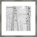Autumn Aspens With Snow, Colorado, Usa #1 Framed Print