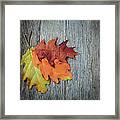 Autumn Leaves On Rustic Wooden Background #1 Framed Print