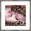 Baby Eastern Gray Squirrels #1 Framed Print