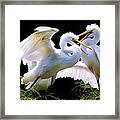 Baby Egrets In The Nest #1 Framed Print