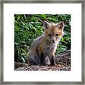 Baby Fox #1 Framed Print