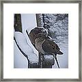 Baby It's Cold Outside 2 #1 Framed Print