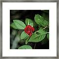 Baby Red #1 Framed Print