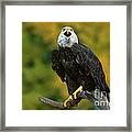 Bald Eagle Hailaeetus Leucocephalus Wildlife Rescue #1 Framed Print