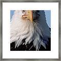 Bald Eagle Alaska Framed Print