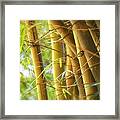 Bamboo Gold #2 Framed Print