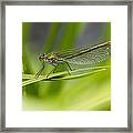 Banded Demoiselle  #2 Framed Print