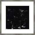 Bats Flying Against Night Sky Pantanal #1 Framed Print