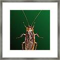 Bedazzled Roach Framed Print