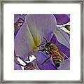Bee In Wisteria #2 Framed Print
