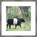 Belted Galloway Cow Painterly Effect #1 Framed Print