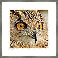 Bengal Owl #1 Framed Print