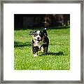 Bernese Mountain Dog Puppy #2 Framed Print